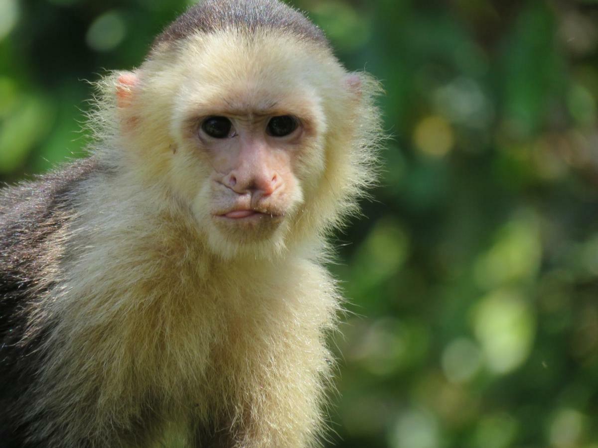 La Maison Blanche Manuel Antonio Dış mekan fotoğraf