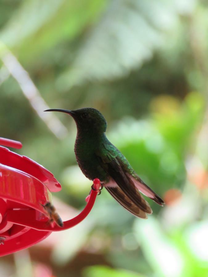 La Maison Blanche Manuel Antonio Dış mekan fotoğraf